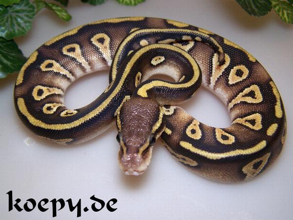 Python regius - Fire Mojave