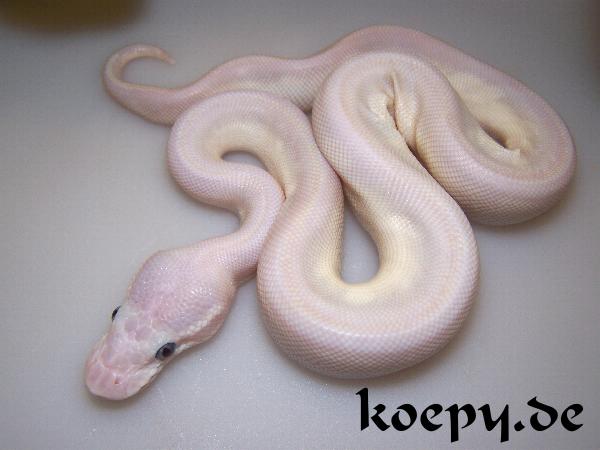 Python regius - Pastel Supermojave