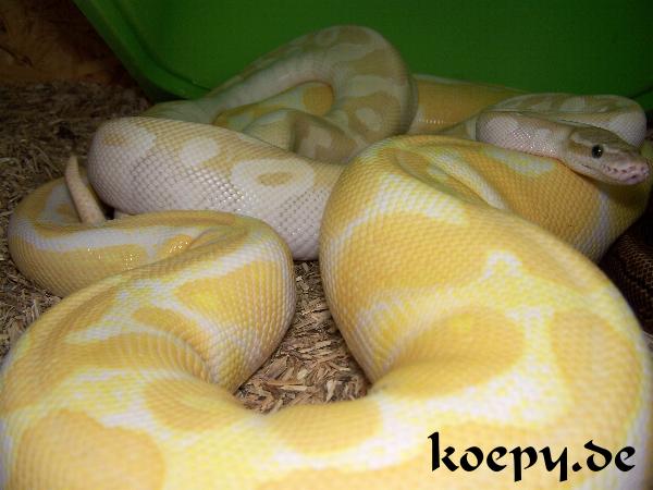 Python regius - Epic Pastel Crystal x HC Albino