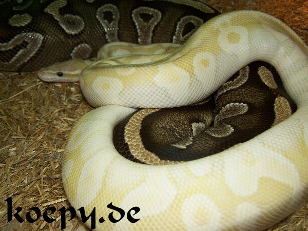 Python regius - Epic Pastel Crystal x Mojave