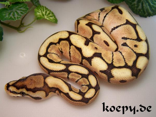 Python regius - Mojave Spider