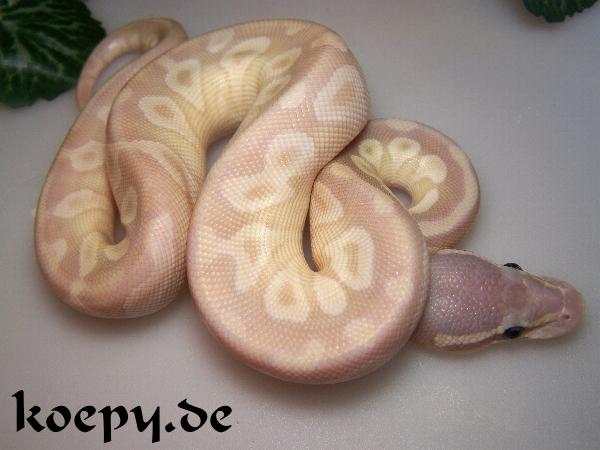 Pastel Crystal