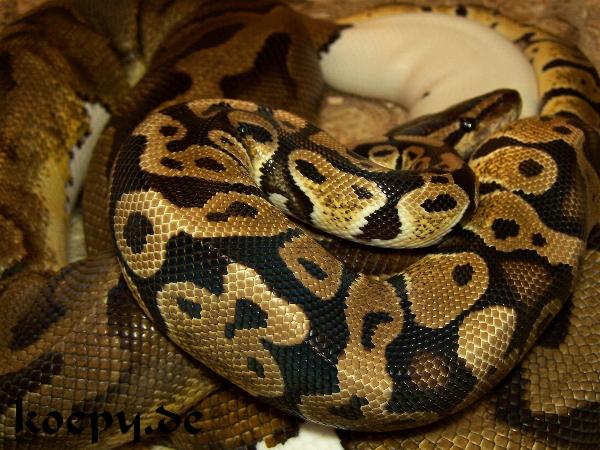 Python regius - Pastel het pied x Pied