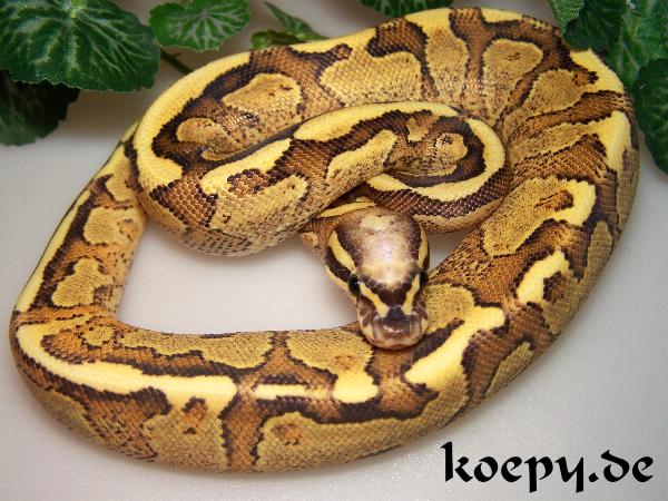 Python regius - Super Vanilla Yellowbelly