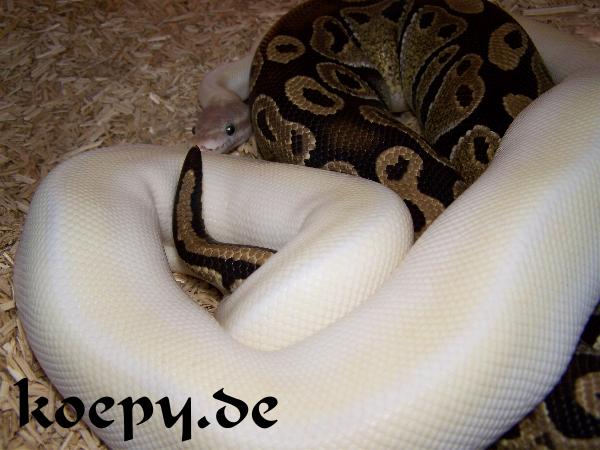 Python regius - Vanilla Super Mojave x Special